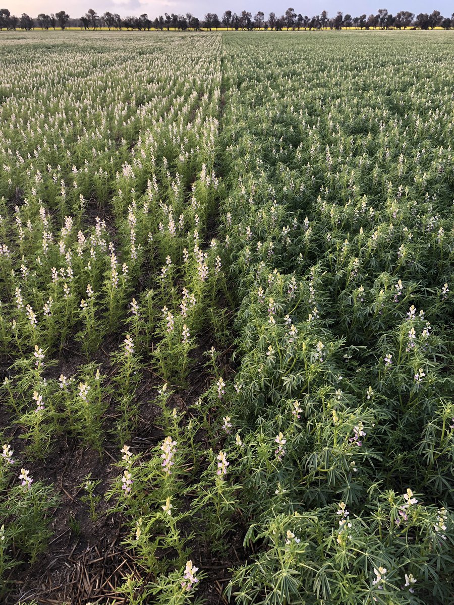 Darren Wilson tweet media