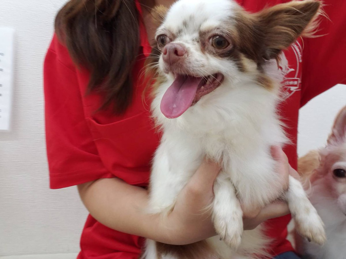 保護犬カフェ 保護猫カフェ 寺田町店 新メンバーです マユ ロングコートチワワ 15 3 7生まれ 2 6kg ちょっと人見知りで逃げ回ってましたが しばらくすると慣れそうです そばかすがかわいいチワワちゃんですよ 家族に迎えてくださる方は保護犬