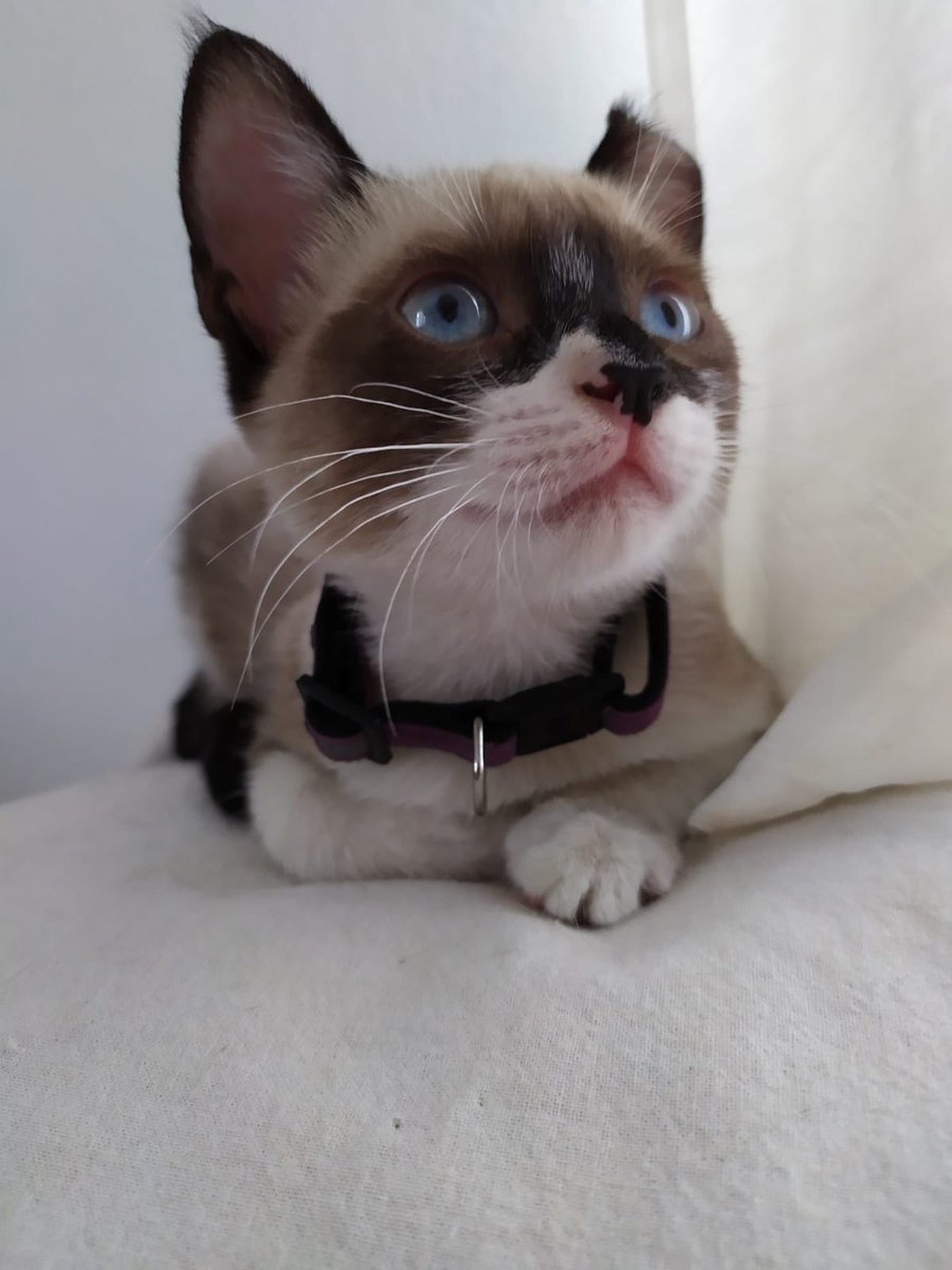 <a href="/soymerengaaa/">ONLY</a> <a href="/ar_juanma/">Cayetano de cai...💕🇪🇸 ( influencer 😂)</a> <a href="/Congatos/">Con gatos...</a> <a href="/adoptaunavidaMD/">😺ADOPTA UNA VIDA🐶</a> @silviaromera1 <a href="/jacamp98/">🕸Merce Palao Ganga</a> <a href="/bellido_soledad/">Soledad</a> <a href="/Nines72142717/">Nines.. 🌱🌱🌱💚💚</a> <a href="/GataDolenta/">GataLoca</a> <a href="/El_Gato_Paco/">El Gato Paco</a> <a href="/lourdes56121094/">Lourdes G</a> Seguimos buscando adopción para Kisy!! Algunas personas se han interesado pero no ha llegado a más.. Tiene unos 2 meses y medio,súper cariñosa, divertida y negativa a enfermedades.Esta en Sevilla pero viaja, pippenpda23@gmail.com