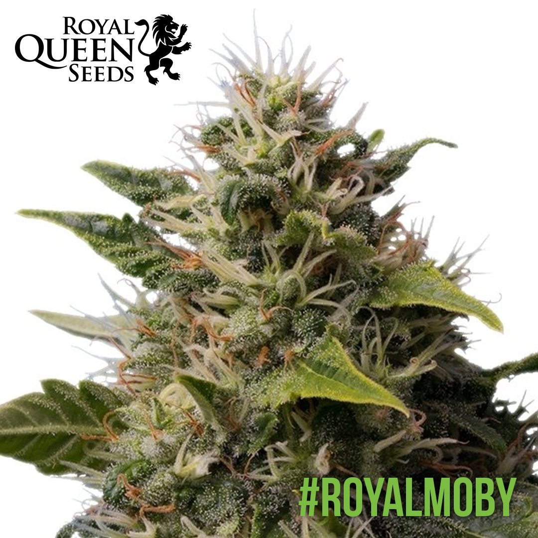 SemillasLowCost's tweet photo. Comenzamos una nueva semana, vamos a por septiembre. Hoy os mostramos la #RoyalMoby de @royalqueenseeds una de las muchas variedades disponibles en nuestra web y que podéis conseguir, como siempre, al mejor precio 🌱 #SemillasLowCost #marijuana #trichomes #420 #haze #kush #igers https://t.co/vhKXGAefQg