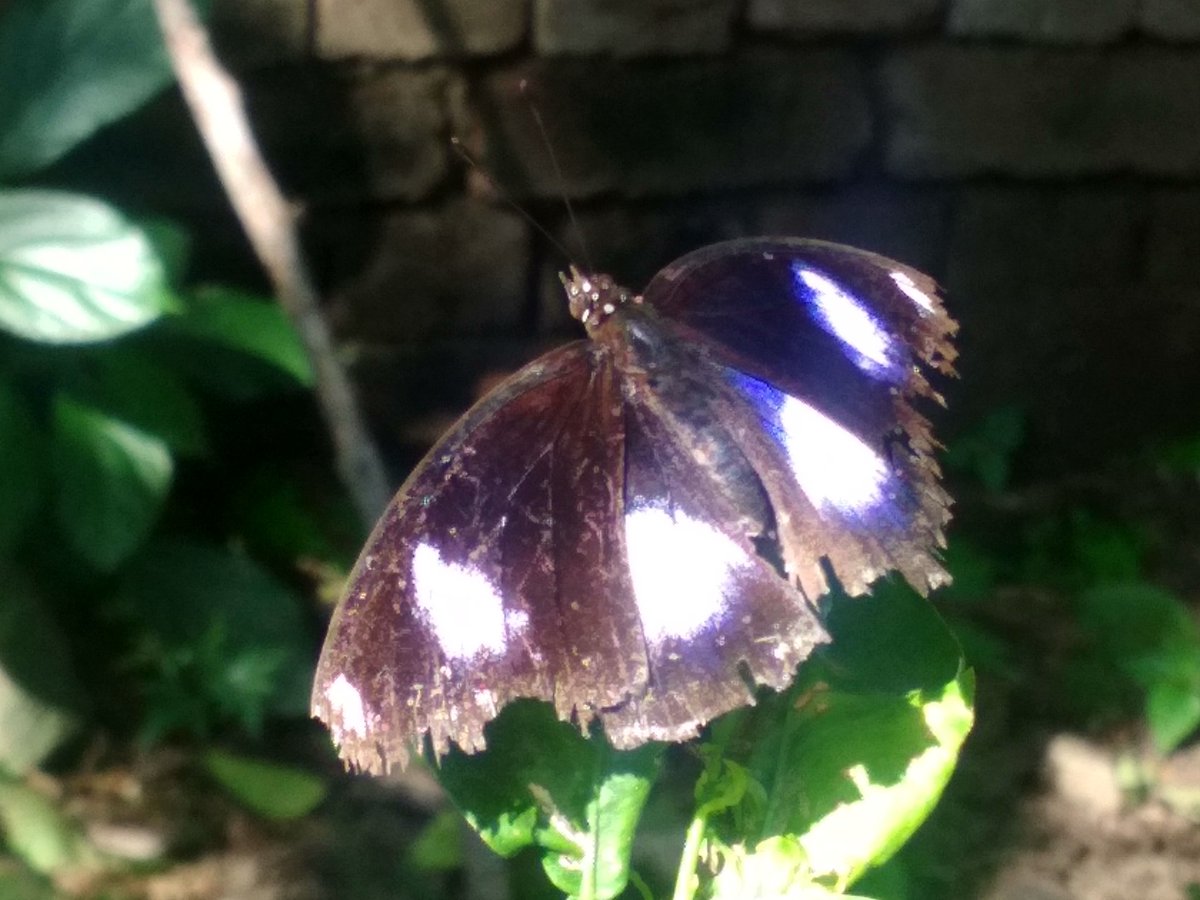 Capture_nature_'s tweet photo. Male Hypolimnas bolina 

.
.
Commonly known as #eggfly or #bluemoon #butterfly. https://t.co/jKNU17SlJt