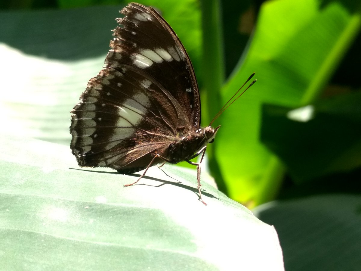 Capture_nature_'s tweet photo. Male Hypolimnas bolina 

.
.
Commonly known as #eggfly or #bluemoon #butterfly. https://t.co/jKNU17SlJt