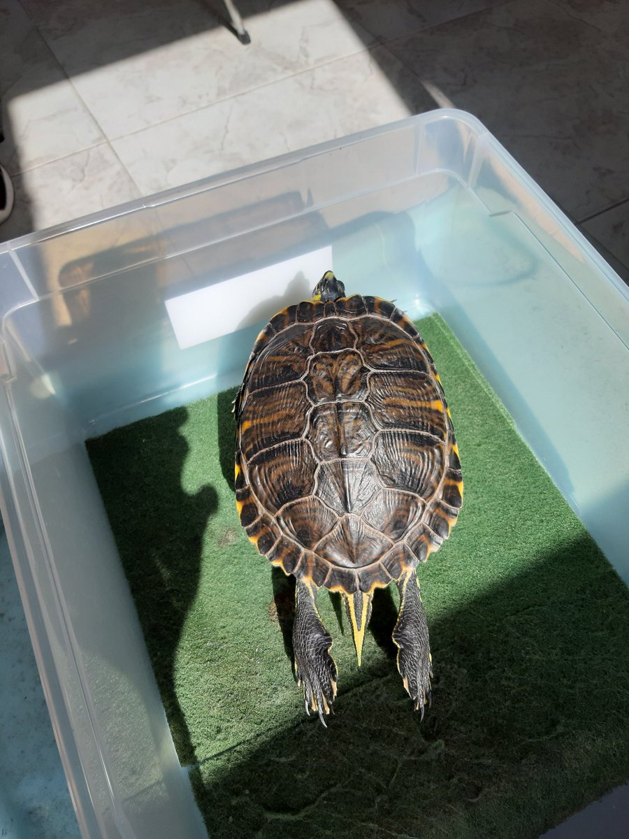 L_Midnite's tweet photo. Os presento a...¡Súper Tortuga!
A fin de cuentas, no se iba a llamar Metal Gamera en vano ¿no?
#tortuga #turttle #VamosQueDespego https://t.co/CNKEe0sKFi