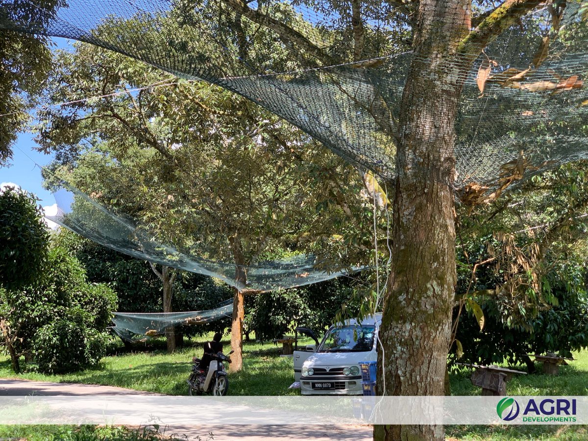 AGRIDevelopmnts's tweet photo. The #Durian harvest season is drawing to a close for this year. Our consultancy development in Pahang, Malaysia received it’s highest value export orders to date, whilst the 2020 harvest is already 90% pre-sold.
#Malaysia #Export #AGRIdevelopments https://t.co/HeZdWTv8Oo