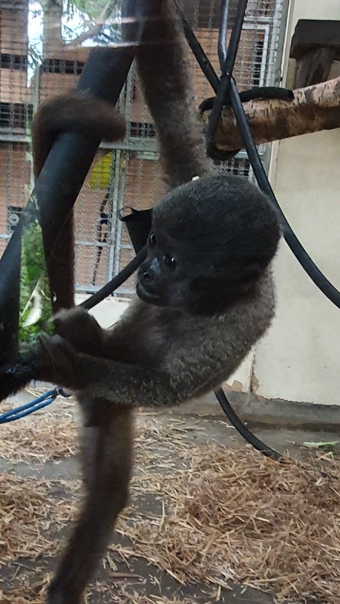 mummyfordof10's tweet photo. This little fella was our favourite. 💞💞 @MWApeRescue . The children would of stayed forever watching him. #MonkeyWorld #6weeksOfSummer #FamilyFun https://t.co/FnbG7gF8wI