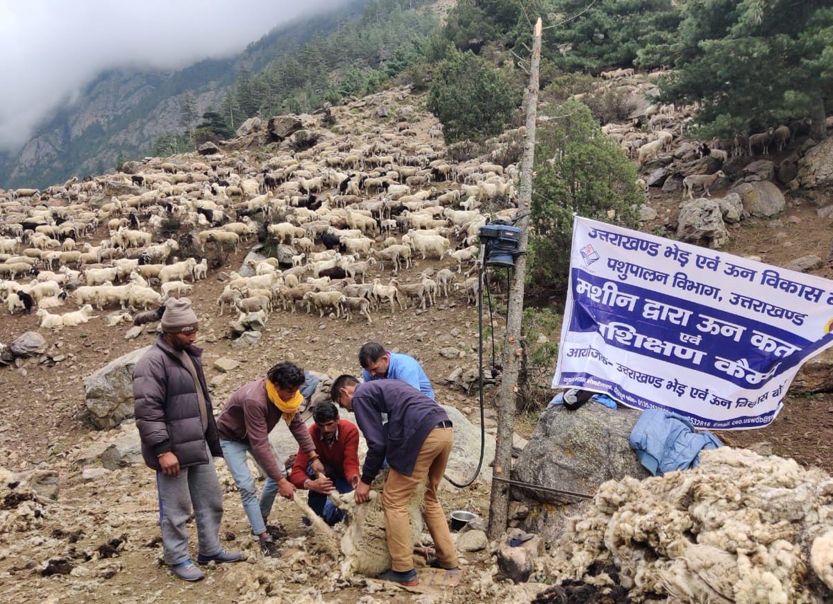 pashudhanUK's tweet photo. देखिये राज्य के दूरस्थ पर्वतीय क्षेत्रों में उत्तराखंड भेड़ एवं ऊन विकास बोर्ड द्वारा आयोजित 'मशीन द्वारा ऊन कतरन एवं प्रशिक्षण कैम्प' की कुछ झलकियाँ।
#USWDB #MachineShearing #SheepShearing #PashudhanUK
@CEOUSWDB @GaonConnection https://t.co/SmOFOQP7ye