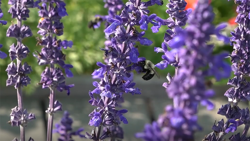 CapensisZA's tweet photo. Pesticides are a problem! Watch this 3 minute video to find some pollinator-friendly pest control solutions and other ideas for protecting our pollinators.
https://t.co/u9OY5VMwfH #savethebees #savetheplanet #bees #helpbees #plantforpollinators #gardening #gardentips #beehotel https://t.co/Mfgdisd1v5