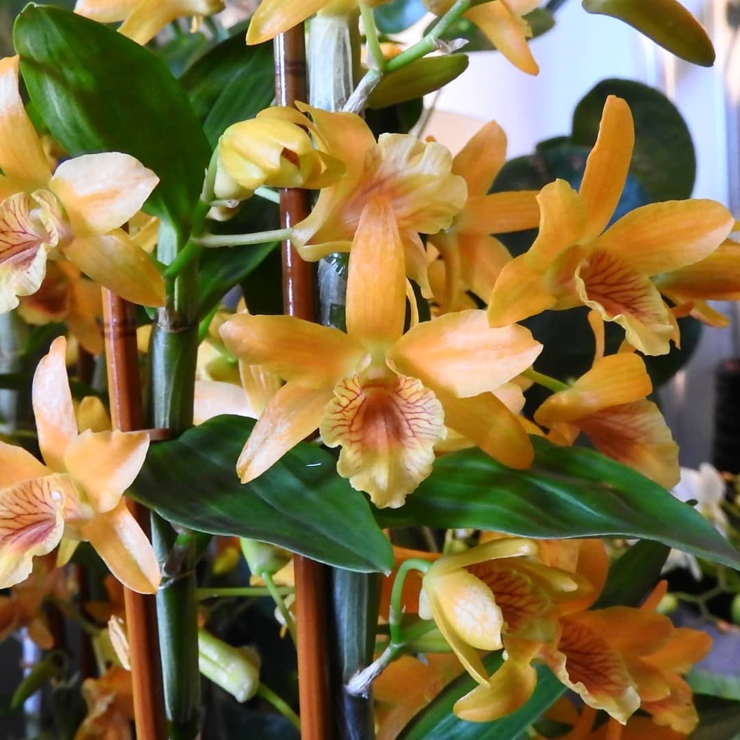 TheBambooOrchid's tweet photo. Bring color in your home with the Bloomin' Orange! The longer the flowers are open, the fuller and deeper the color! Photo’s of De Seranno Bloemen from Antwerp.

#bambooorchid #bambooorchids #bloemendeseranno #deseranno #orchids #orchideeen #bamboeorchidee https://t.co/mmEs4XAVh5
