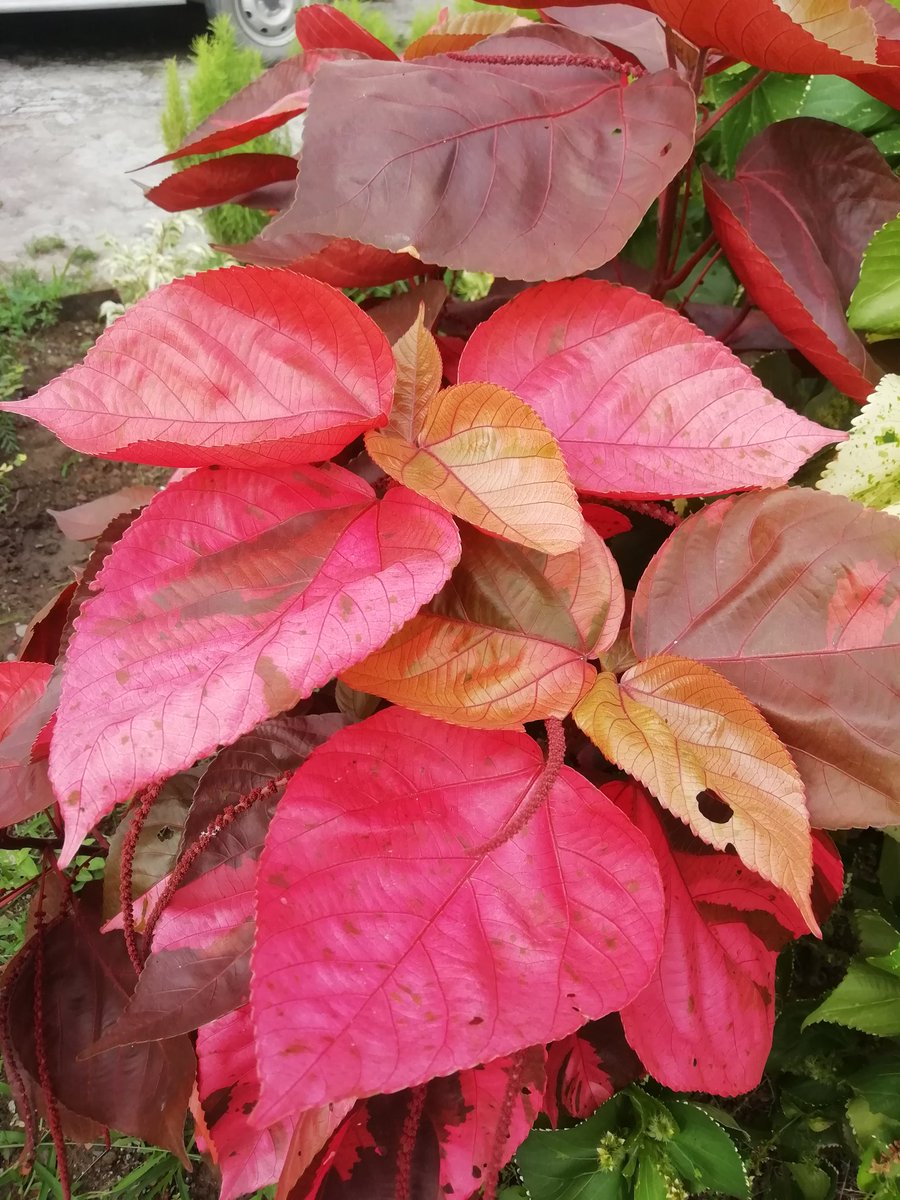 KashipurNest's tweet image. During Monsoon the #Acalypha plant in my Garden looks Gracious. #CopperLeaf
@nehaa_sinha
@GardenLiveNow 
@EvolveLeadLove 
@sagarika2308
@amarendractc191
@purvakapadnis
@paddyreason1
@iamajmer
@LegendNewsin
@yamunajiye