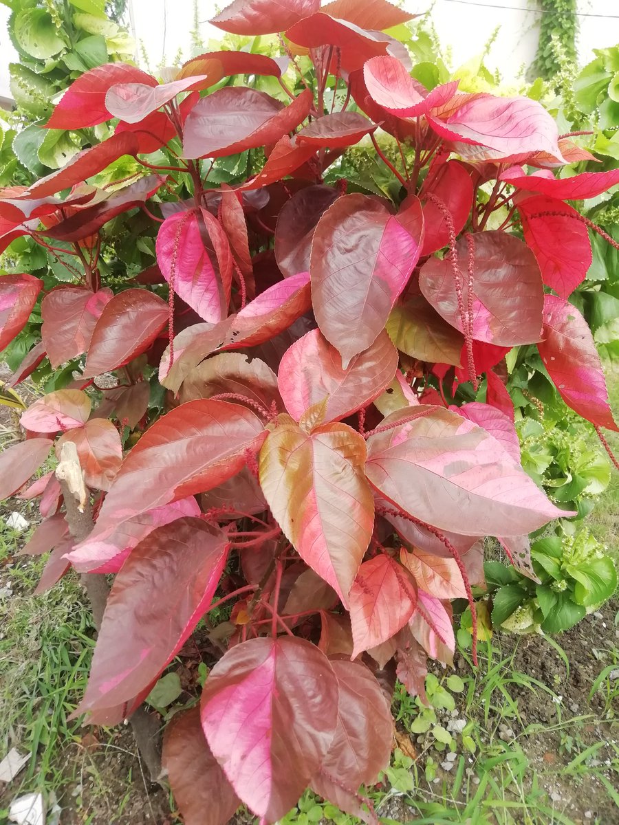 KashipurNest's tweet image. During Monsoon the #Acalypha plant in my Garden looks Gracious. #CopperLeaf
@nehaa_sinha
@GardenLiveNow 
@EvolveLeadLove 
@sagarika2308
@amarendractc191
@purvakapadnis
@paddyreason1
@iamajmer
@LegendNewsin
@yamunajiye