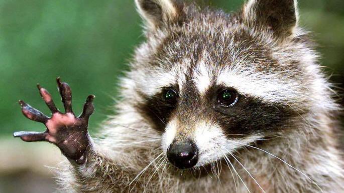 CrapTaxidermy's tweet image. First date vs Living together...