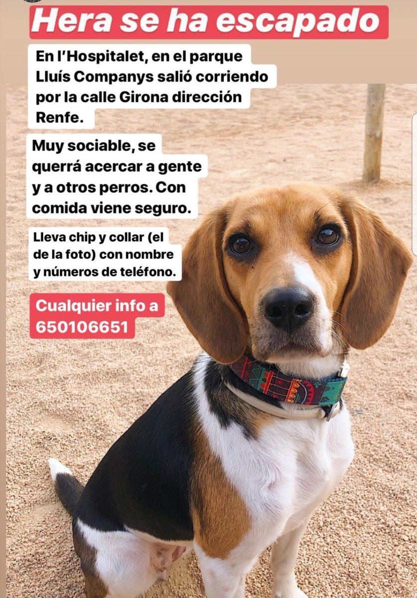 Eva VL (@draevix) on Twitter photo Buenos dias!! La perrita de unos amigos se ha perdido por la zona de L'Hospitalet. Me ayudáis a difundir?? <a href="/LASAnimal/">La Sonrisa Animal (Lasa)®</a> <a href="/VoluntarisCAACB/">Voluntaris del CAACB</a> <a href="/elsquissos/">Associació Els Quissos</a> <a href="/voluntacaad/">Voluntacaad Penedès</a> Buenos dias!! La perrita de unos amigos se ha perdido por la zona de L'Hospitalet. Me ayudáis a difundir?? <a href="/LASAnimal/">La Sonrisa Animal (Lasa)®</a> <a href="/VoluntarisCAACB/">Voluntaris del CAACB</a> <a href="/elsquissos/">Associació Els Quissos</a> <a href="/voluntacaad/">Voluntacaad Penedès</a>