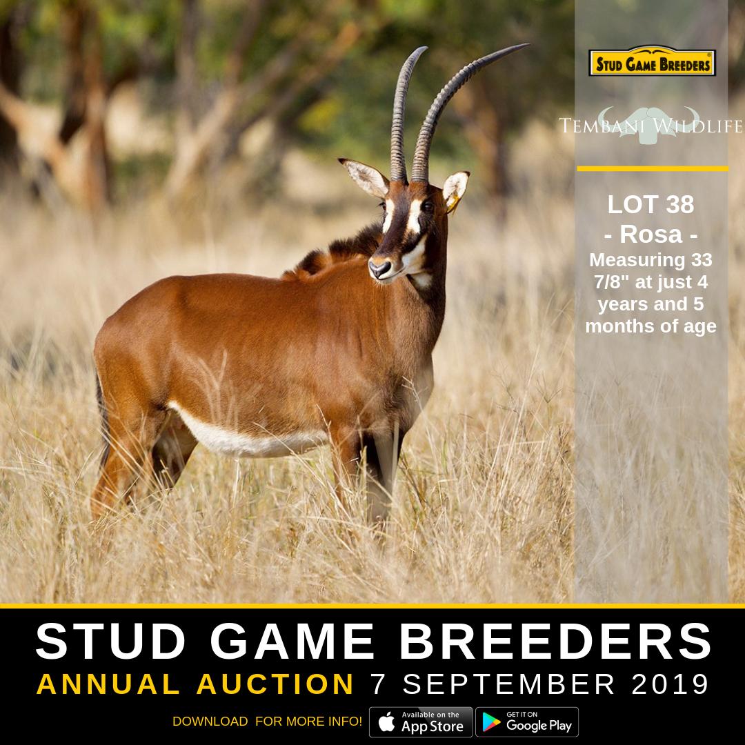 Stud Game Breeders tweet media