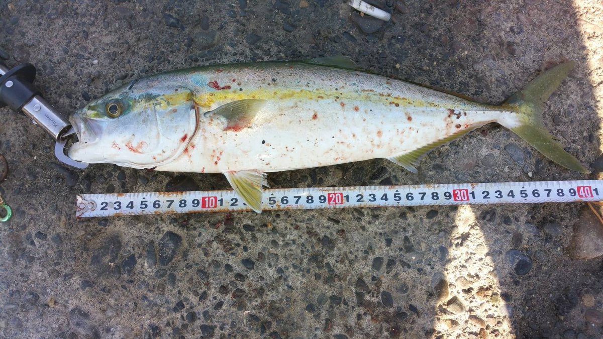 カマグラータク 釣り垢 今日はショゴ ワカシでした 赤い魚はなんですかね わかる方いたら教えて下さい ガルクロウ カマグラータク 青物