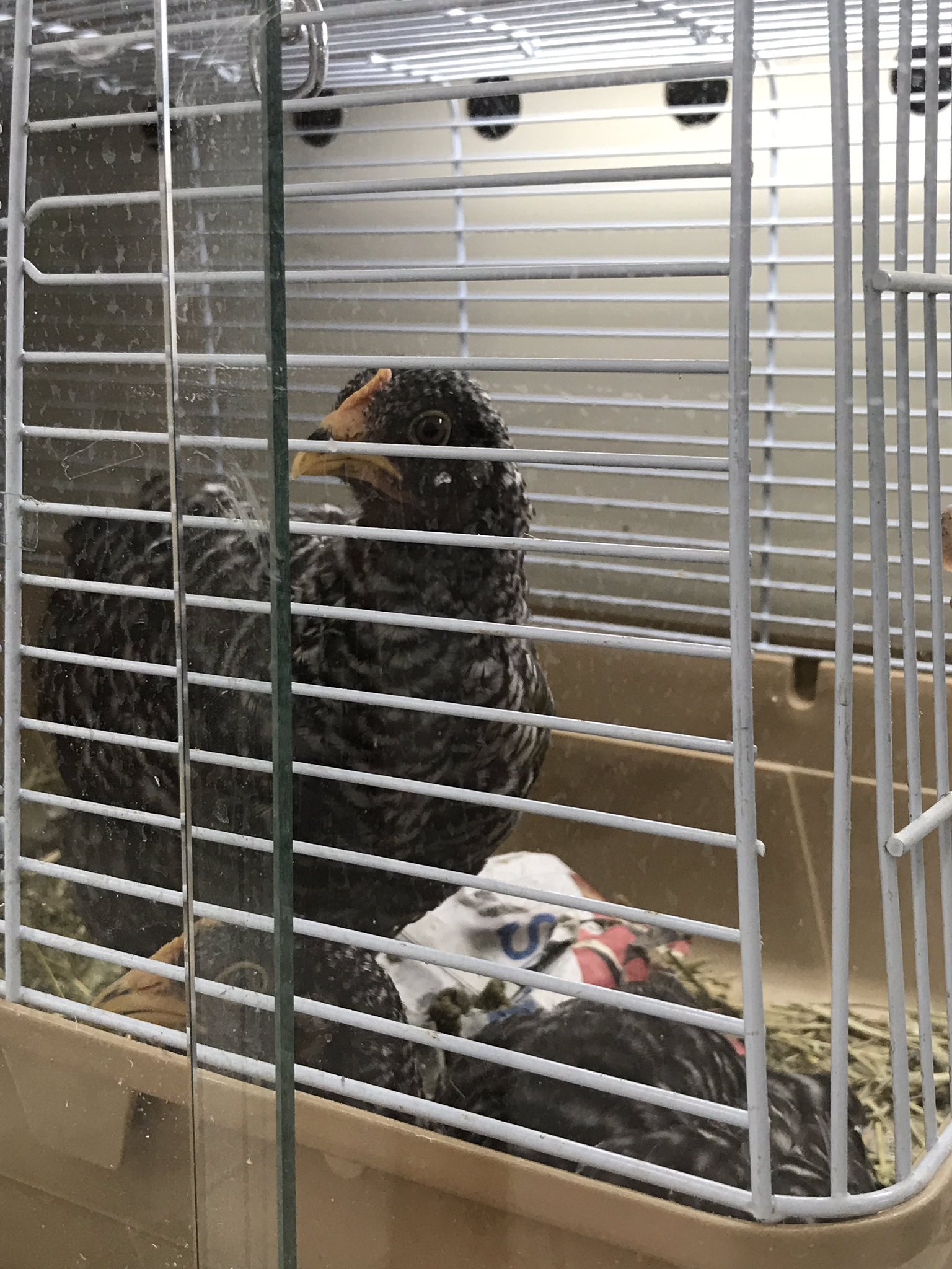 鳥さん大好き 相互フォロー 鳥好きさんと繋がりたい 岡崎おうはん ヒナ ジャンボエンチョー ペットショップ 昨日 載せ忘れてた ﾟoﾟ 岡崎おうはんのヒナ 久しぶりに見たら 成長しとったな 目線バッチリ T Co Tof6vpwunb Twitter