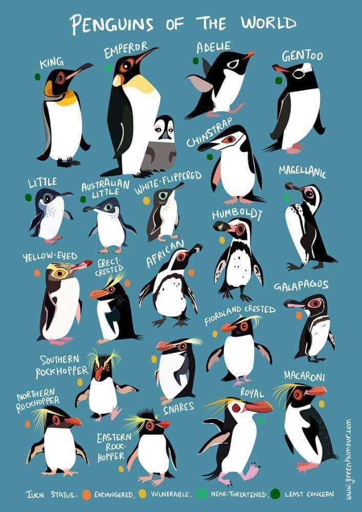 Mokgatla_Mora's tweet photo. #LearnAboutBirds
When others are enjoying movies like Happy Feet or Penguins of Madagascar, I'll be trying to identify those penguin🐧 species 😂 https://t.co/4ND68iIl54