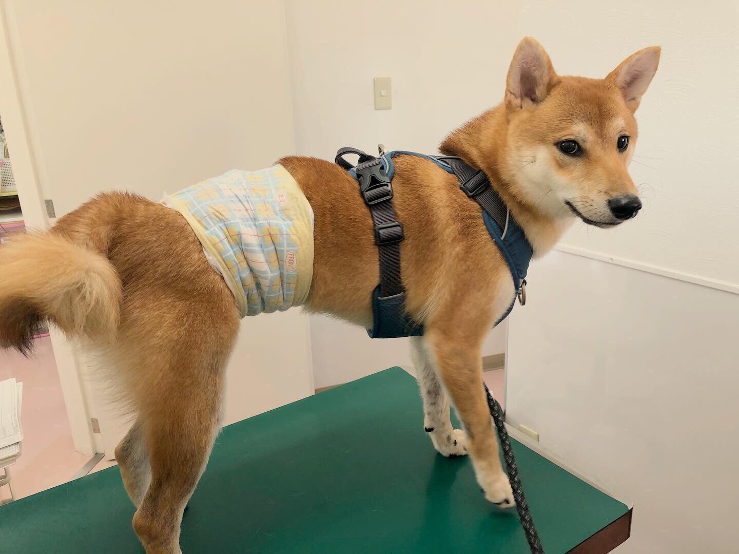 わしこんちゃん 妖精 わーい わくわくちんちんだー ちがうそうじゃない 意気込んでお出かけも病院 8種混合 ワクチン 尻尾下がる おまけに 初絞り 柴犬ころ T Co J1aflajzwc わしこんちゃん 妖精 わーい わくわくちんちんだー ちがうそうじゃない 意気込んでお出かけも病院 8種混合 ワクチン 尻尾下がる おまけに 初絞り 柴犬ころ T Co J1aflajzwc