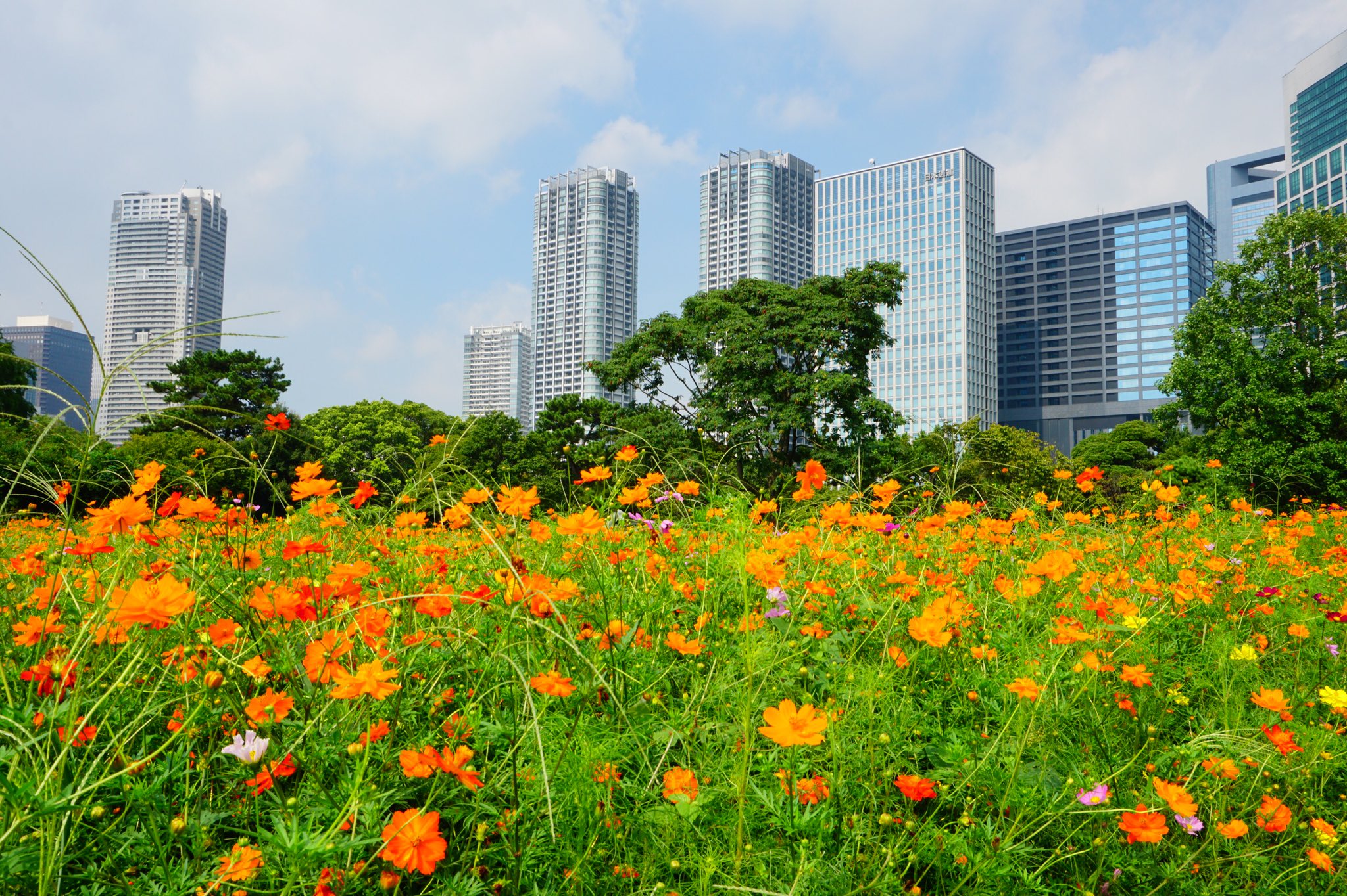 浜離宮庭園 Twitter Search Twitter