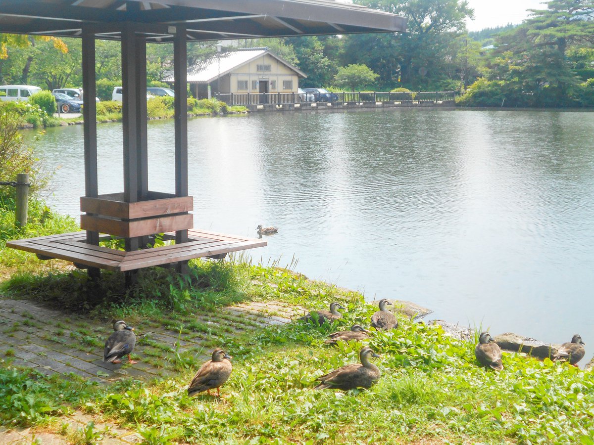 NihonmatsuCity's tweet photo. ◆#高原 の #水辺 でお散歩◆
#岳温泉 の #桜坂 を下ったところにある「#鏡ヶ池公園」涼しげに泳ぐ #カモ 達と一緒に #お散歩 はいかがですか♪
https://t.co/WCUHYcOJ17
#二本松 #公園 #ひなたぼっこ #カモに会えるカモ #Nihonmatsu #park #DakeOnsen
お問い合わせ:都市計画課 ℡0243(55)5130 https://t.co/JxQu1GtPiQ