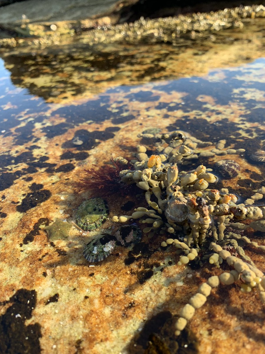 gfm_downunder's tweet photo. Had a great time exploring the tide pools today. It’s amazing what you can find when you take a second to look closer🧐 #marenvs19 https://t.co/fSfSyWWSTX