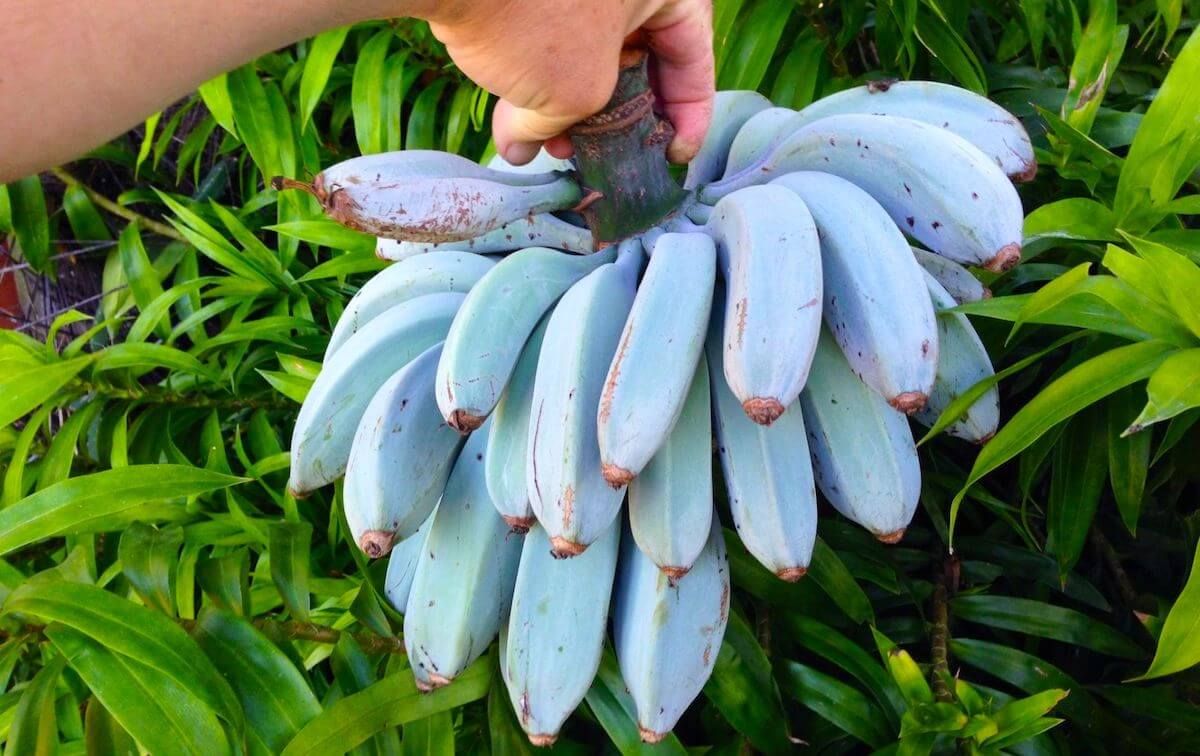 cetpainfopvt's tweet image. Blue JAVA Bananas Taste Like Yummy Ice-Cream
#JAVAtraininginDelhi #JAVAtraininginNoida #AdvanceJAVATraininginDelhi
To know more visit: studentstrainingplacement.home.blog/2019/09/02/blu…