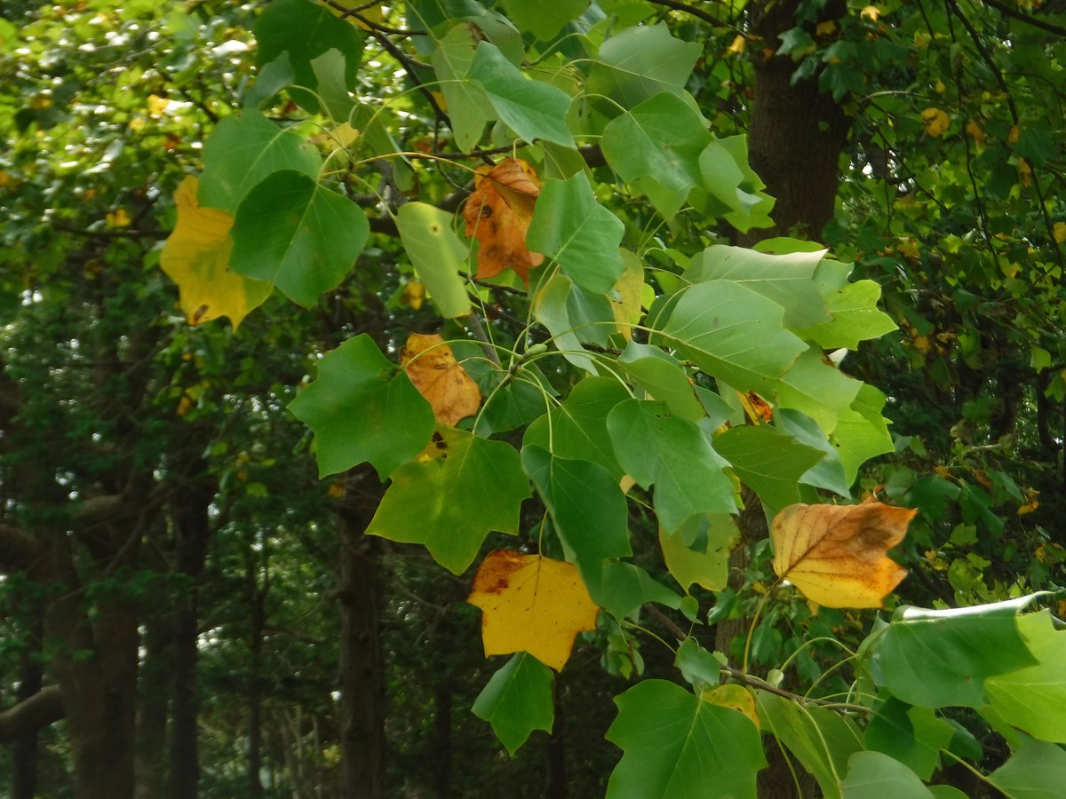 都立篠崎公園 Pa Twitter 初夏にチューリップのような花を咲かせたユリノキの葉が 早くも黄色に色づいています ユリノキは 左右対称の葉が袢纏 はんてん のように見えるので ハンテンボクと呼ばれたり 花がカップ状のチューリップのように 見える事から