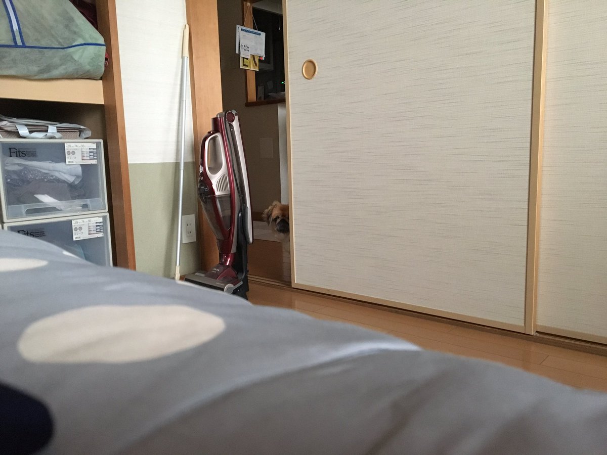 pekingesefujiko's tweet photo. 家政婦は見たのオマージュ？
#ペキニーズ
#家政婦は見た 
#見たわよ 
#犬好きさんと繋がりたい https://t.co/WOBGpuISeb