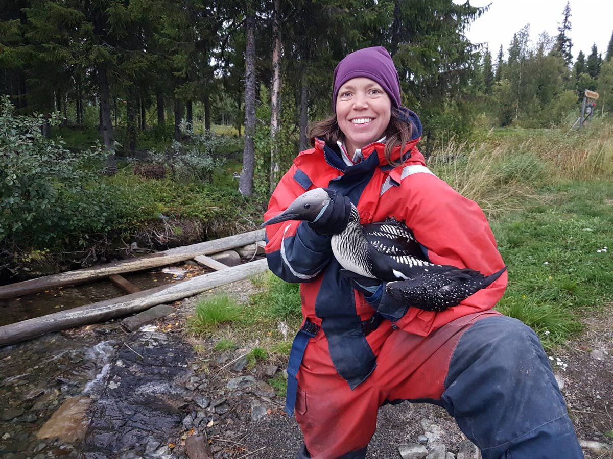 karin_a_nilsson's tweet photo. Helping @GOhlund with his loon-whitefish project. Storuman delivers! https://t.co/YIliosDLjj