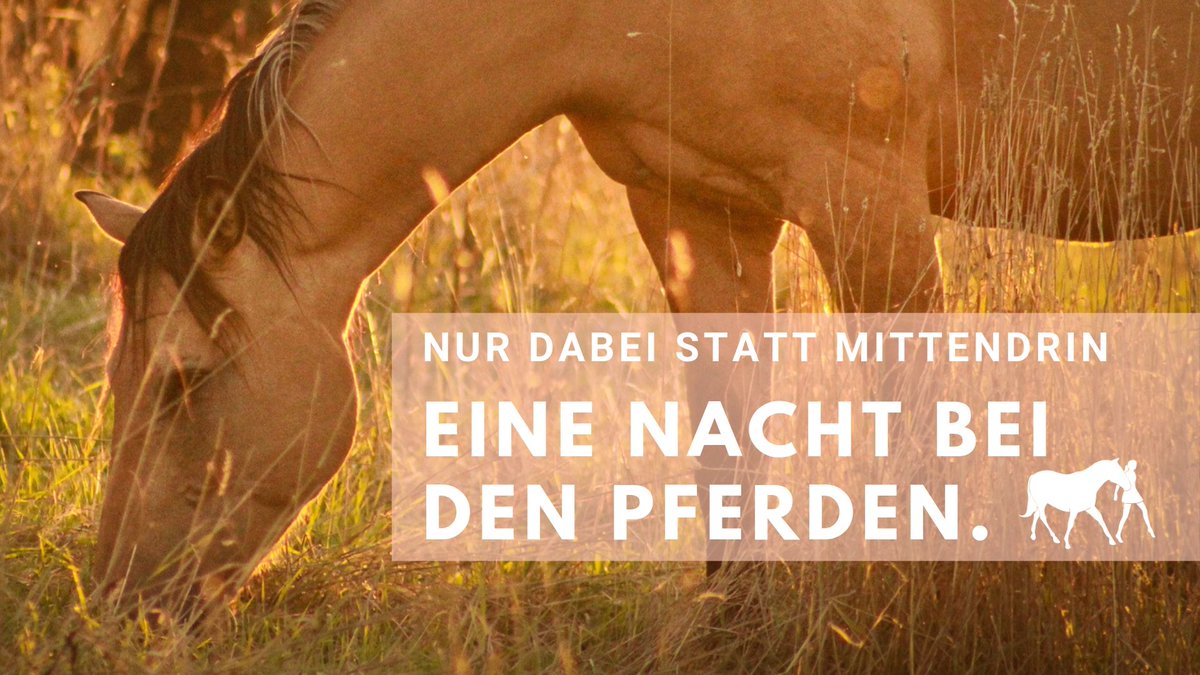 Eine Nacht bei den Pferden... 
bit.ly/2lFYUxQ
🥰