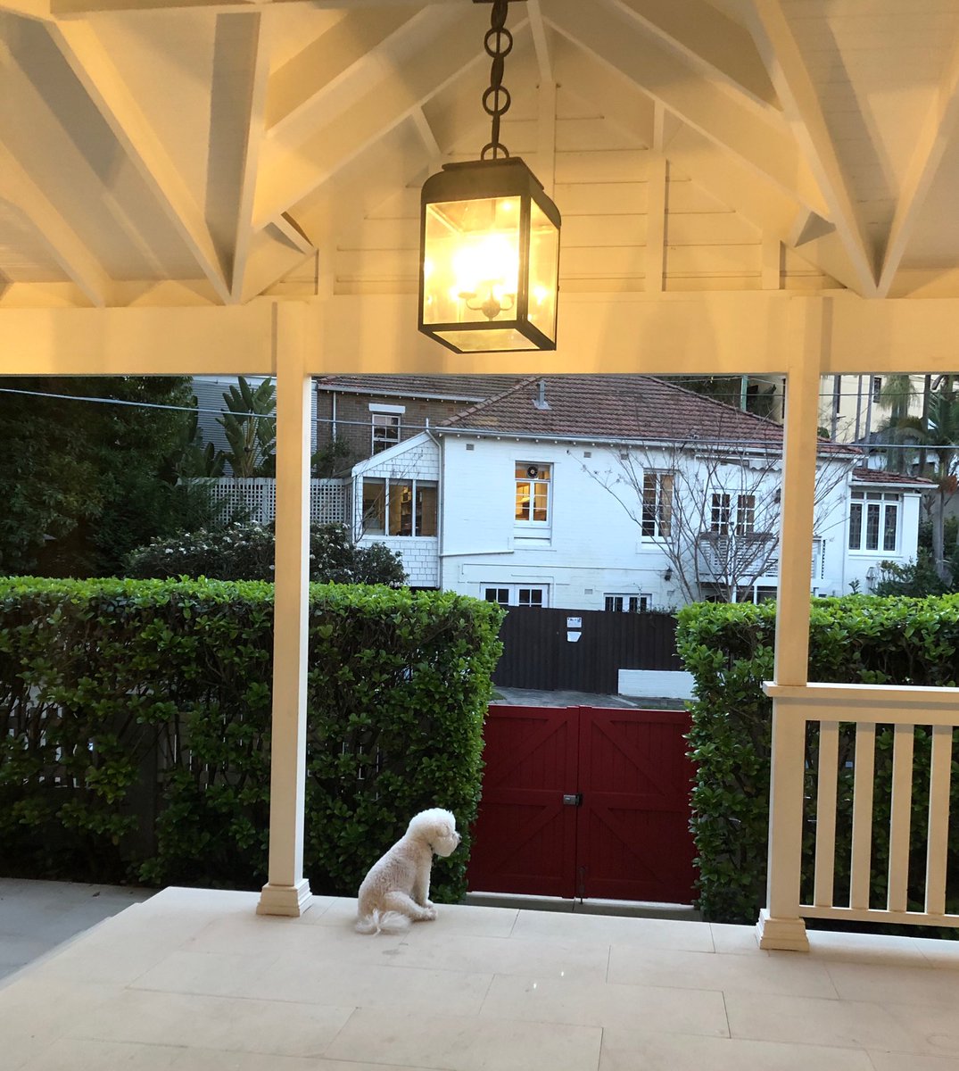 BichonMugsy's tweet image. Just keeping an eye on everything #mugsyguard #bichonlife #sydneyspring