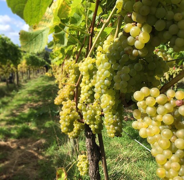 EmergingVinesUK's tweet photo. How good does this fruit look! Grown 110% naturally in East Devon last year 🌱

With the climate crisis at the forefront of the media, we have produced a small series of interviews honing in on sustainable viticulture. 

https://t.co/qIhS4K1phD https://t.co/laRAhucdSx