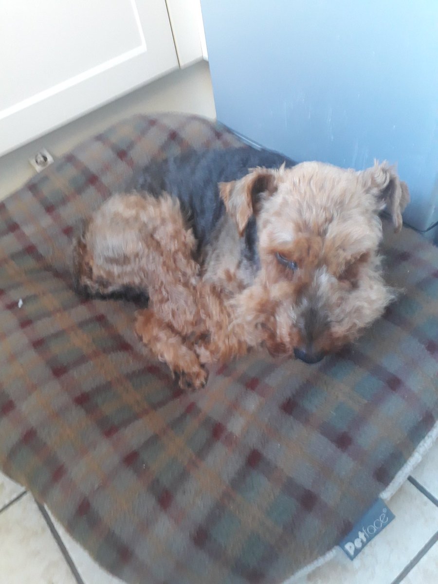 I'm feeling very porley this morning.  Been up all night wanting to wee infact I've were all over the floors and Dad noticed lots blood in it! Off to see the Vet in 10 mins.