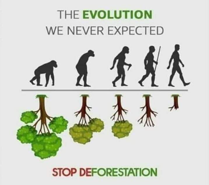 mayokun_iyaomo's tweet photo. And we're also the SOLUTION that's ever necessitated. Start REFORESTATION. #StopTalkingStartPlanting https://t.co/ODCT3RBGpS