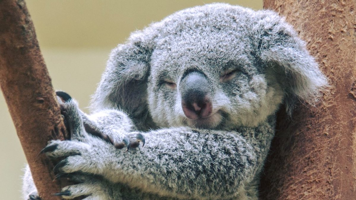 ShowrunnerAU's tweet photo. September is #SavetheKoala Month 🐨🍃 Cute, cuddly and also endangered, these marsupials are only found in Australia! Catch them on World's Cutest Animals, only on Nat Geo Wild US 🎞 https://t.co/ly1lmwirLe