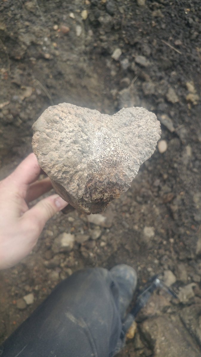 FFoxsphoto's tweet photo. I found a bone along with buried trash not far from the river valley. Can anyone tell by pictures what it could be from? #yeg #yegrivervalley #nsr #foundbones https://t.co/58vcV9V3P7