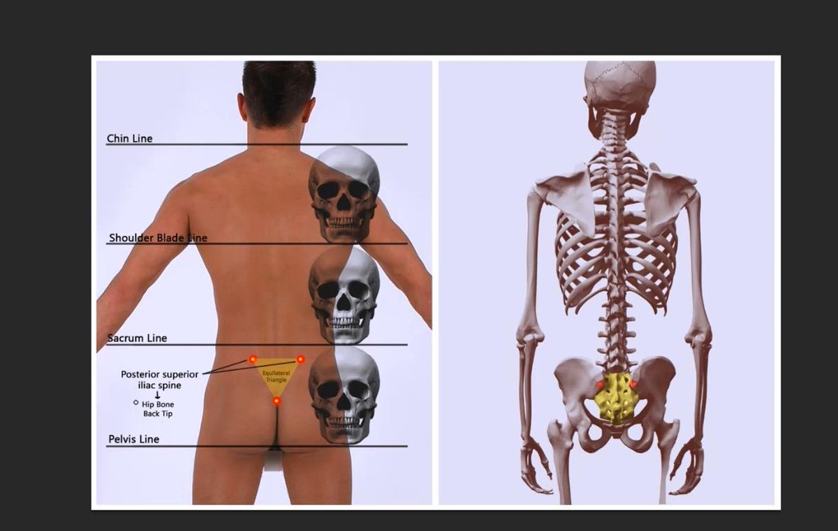 Wingfoxworkshop's tweet image. Human Body Modeling Tips
learn more：dwz.cn/l8qmNQAT
人體建模參考身長
了解更多人體建模基礎知識：
#3dmodeling #bodymodeling #characterdesign #ZBrush #Maya #gamecharacter #VFX