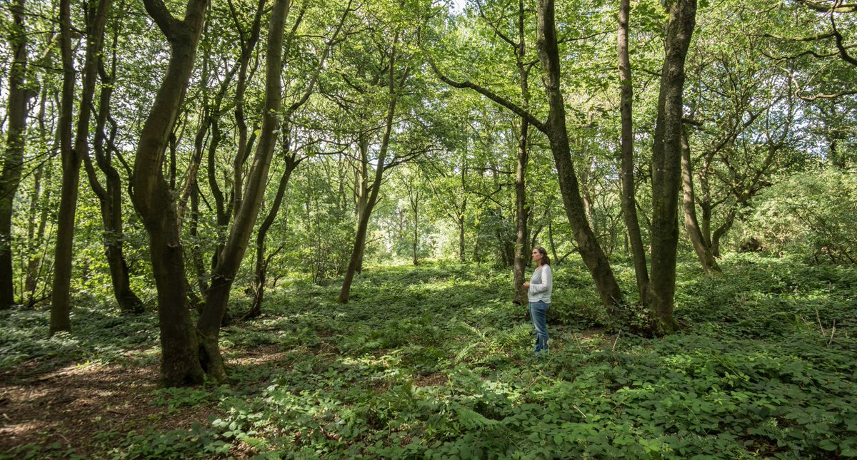Special invitation 'The Archive of Lost Woods' We're proud to team with @WoodlandTrust to host a one-day-only artwork in one of 108 ancient woods to be affected by #HS2. Sep 14, secret location, Warks. More details: woodlandtru.st/ld7G1 @AdamCormack_ @SylvaFoundation