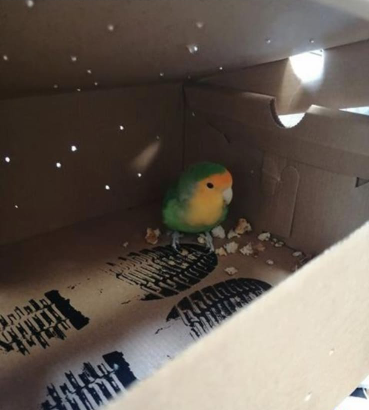 ***Please share*** 

🦜 | The Maternity Unit at Royal Stoke University Hospital had an unusual visitor on Friday afternoon. It is now being looked after and 'tweeted' well by a member of staff.

Can you help us find the owner?