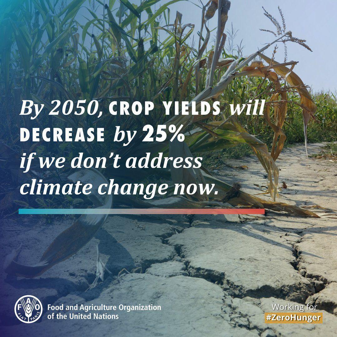 Desertification and drought are damaging food production throughout the 🌏. 

Agriculture needs to become climate-smart so we can achieve the #SDGs. 

#ClimateAction #UNCCDCOP14