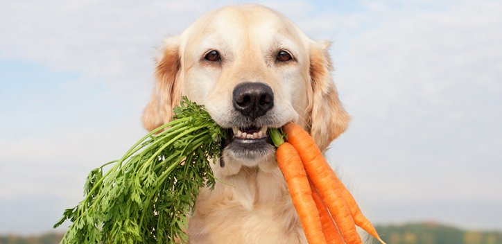 Paw diet: can vegan food and insect kibble really win over our pets? bit.ly/2lo9HwA #pets #dogs #cats #vegancat #vegandog #veganism #insect