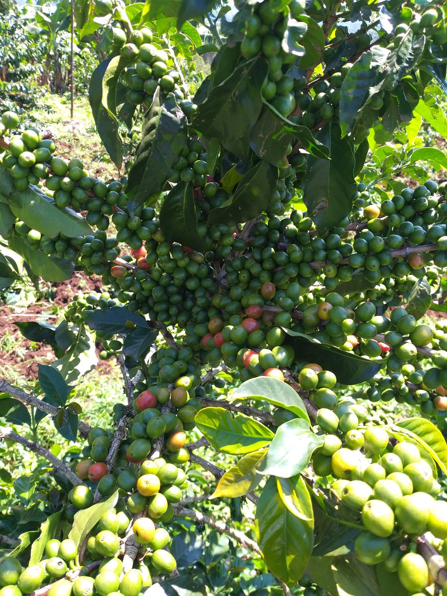COFFEE Farming : Despite poor extension service from County agricultural officers, coffee is increasingly becoming popular in Nandi. Dedicated farmers hope to harvest upto 25 kg per bush