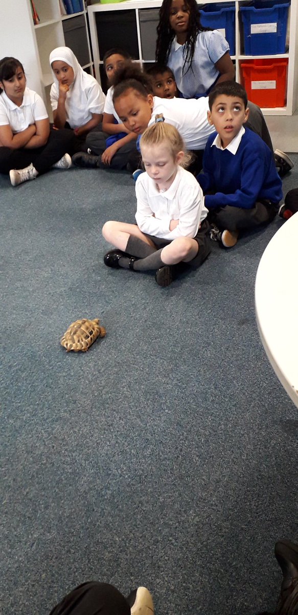 Rowlatts_TMET's tweet photo. Year 3/4 have just met Esio Trot our wonderful school tortoise! He's speedy on the carpet! Now, the children are meeting Shirley the Giant Spiny Stick Insect. #rhnature #rhscience #enrichment https://t.co/V4vJ27EdwF