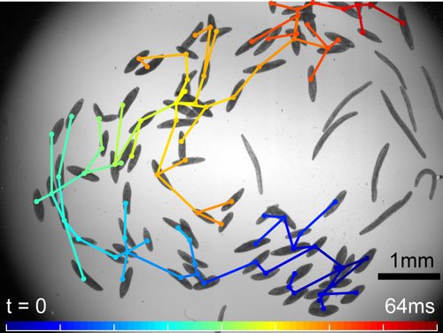 HFSP's tweet photo. Individual cells cooperate in colonies by communicating via ultra-fast flows - by HFSP Cross-Disciplinary Fellow Arnold Mathijssen and colleagues #fluidmechanics #collectivemotion @stanford @AJTM_M https://t.co/yrEejxDq9o https://t.co/iW3hIazuCE