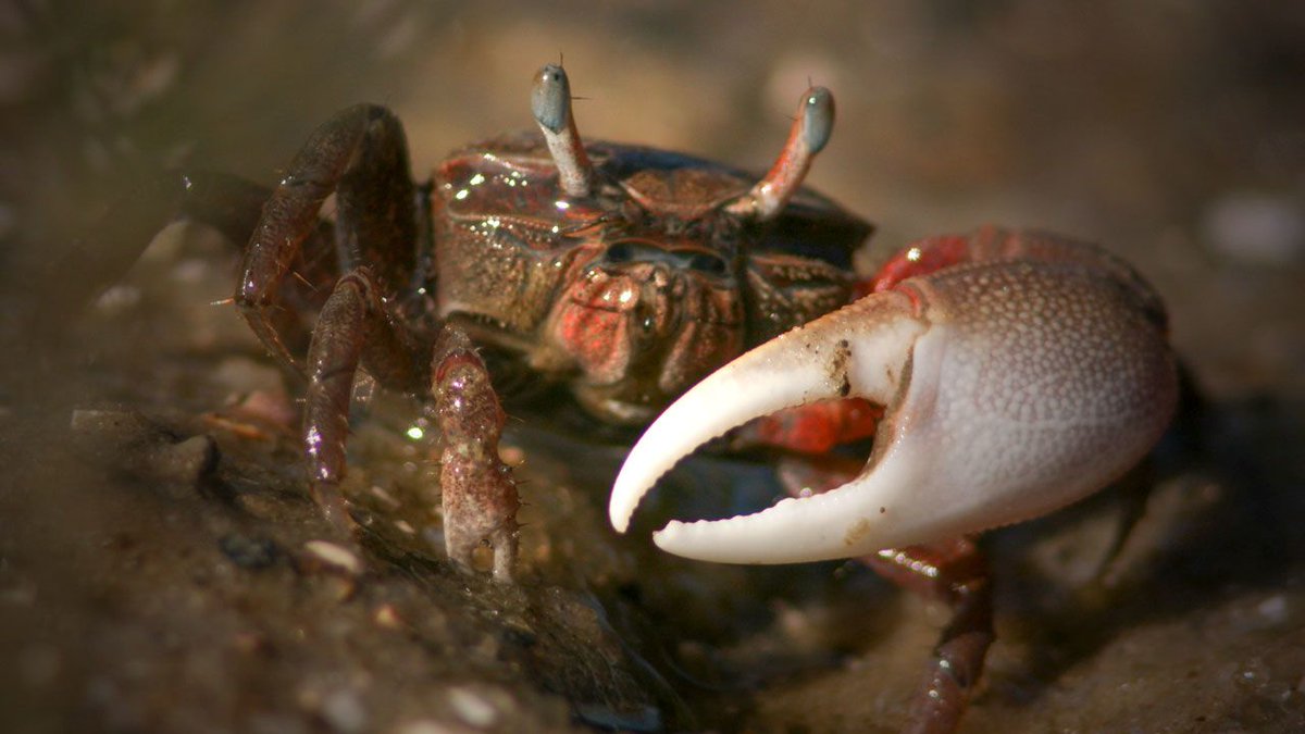 EARA_FR's tweet image. Fiddler #crabs produce more #carbonDioxide than their #marshy #homes can handle

buff.ly/2U9uhOE #animalresearch #EARA @NewsfromScience @epennisi