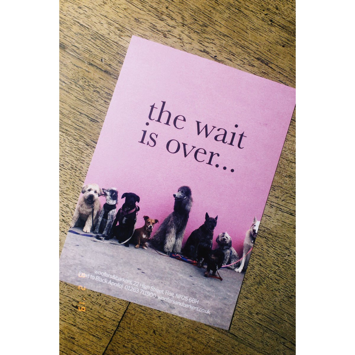 Visit <a href="/woofersandbark1/">woofersandbarkers</a> in holt for all your doggy needs 🐶