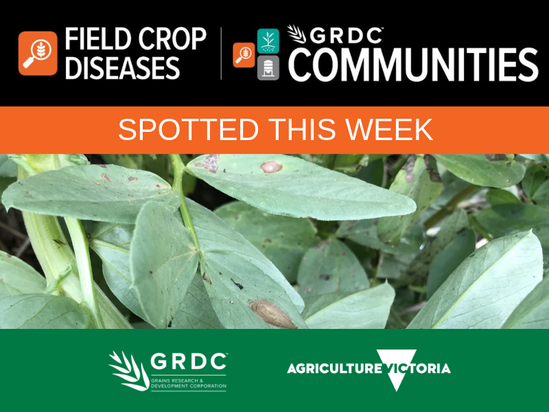 VicCropDiseases's tweet photo. This week's #Spottedthisweek see's some ascochyta in chickpeas and lentils, and sclerotinia in pulses. Head to https://t.co/fNQQy1BGtj to read some more about management options for these diseases. https://t.co/o3EqJVnpIb