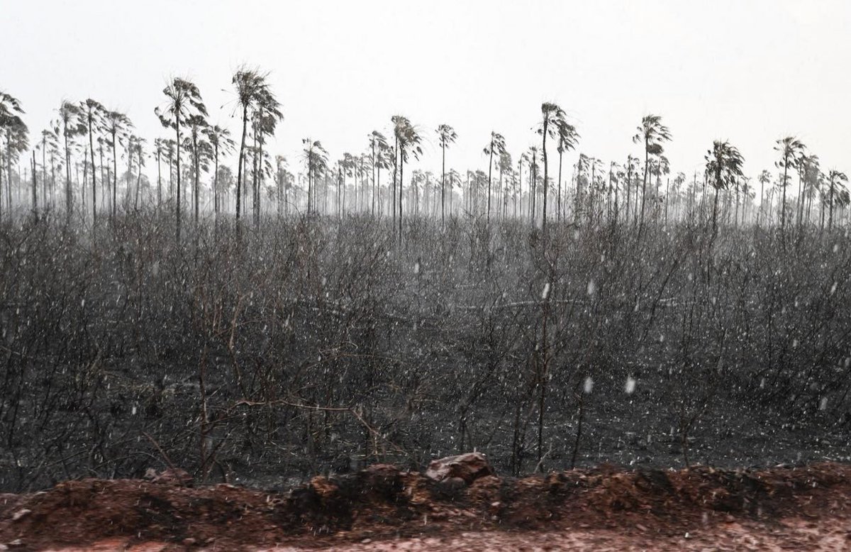 XrYouth's tweet photo. The destruction of the amazon is not only detrimental to the environment, but is harming the people living there. Indigenous communities have been fighting these land grabs for decades, they have been on the frontlines trying to save their homes and the amazon. https://t.co/dRtdQjiVQy
