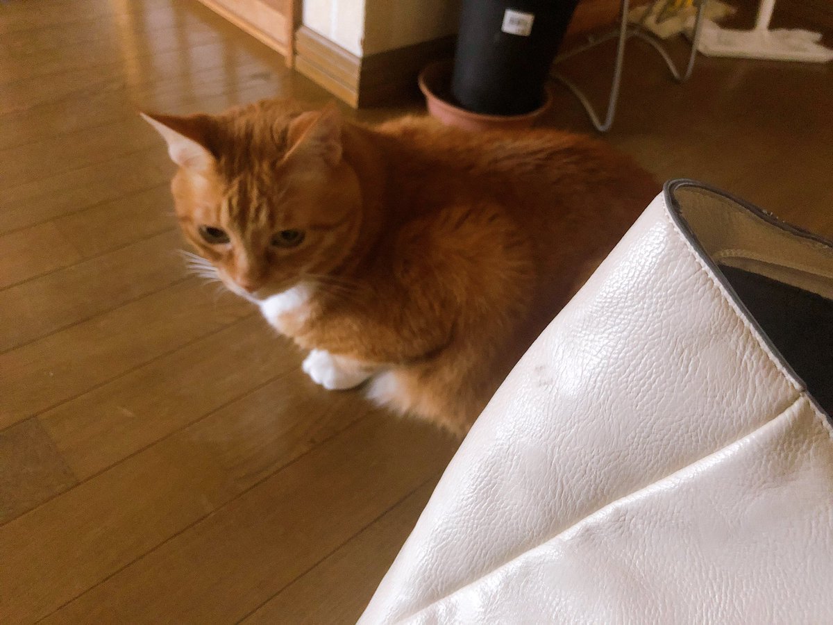 新宿 占い館バランガン マナ A Twitter 札幌で1人ホルモン からの実家のニャンズに癒されています 月曜から飲んでしまう私 今週は初の木曜新宿店イレギュラー出演の為 水曜は急いて帰りまーす 札幌 大通り公園 すすきの ホルモン ビール 猫好きな人と 新宿 占い館バランガン マナ A Twitter 札幌で1人ホルモン からの実家のニャンズに癒されています 月曜から飲んでしまう私 今週は初の木曜新宿店イレギュラー出演の為 水曜は急いて帰りまーす 札幌 大通り公園 すすきの ホルモン ビール 猫好きな人と