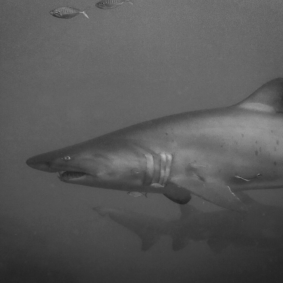reef_scientist's tweet photo. Beautiful #GreyNurseSharks from last month's @WolfRockDive adventure! #GNS @ReefCheckAus https://t.co/oPrv2gxTzQ