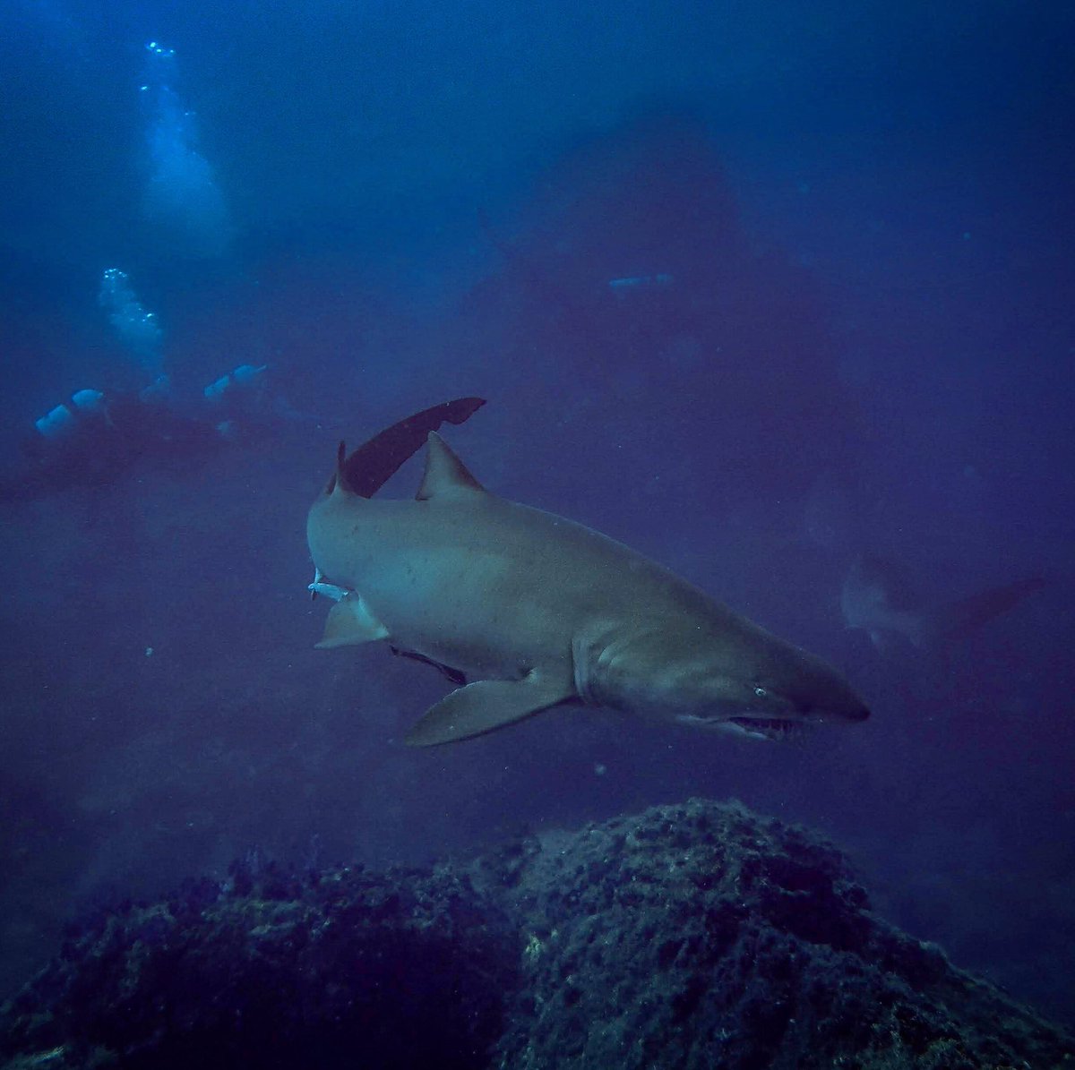 reef_scientist's tweet photo. Beautiful #GreyNurseSharks from last month's @WolfRockDive adventure! #GNS @ReefCheckAus https://t.co/oPrv2gxTzQ